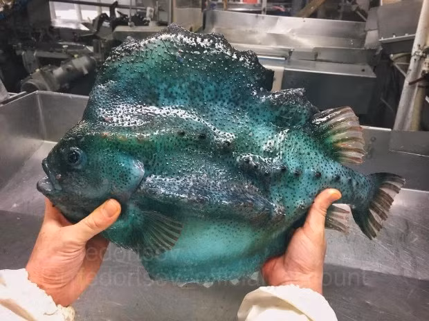 Anh Roman Fedortsov làm việc trên một tàu đánh cá và thường xuyên bắt gặp những "thủy quái" kỳ dị như ngoài hành tinh này. 