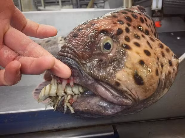 Nhiều con cá trông kỳ dị và có hàm răng vô cùng đáng sợ. 