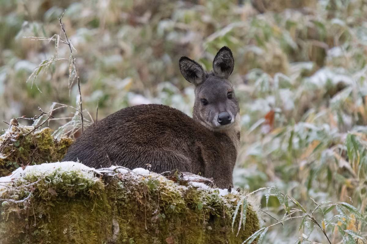 Tại Việt Nam, hươu xạ được ghi nhận ở Lạng Sơn, Cao Bằng, Bắc Kạn. Loài vật này chỉ sống ở vùng núi đá vôi có độ cao 400-1.000 mét, nơi có độ dốc lớn và hiểm trở. Chúng thích rừng thưa, có tầng cỏ quyết phát triển hơn là rừng già. Ảnh: Tim Melling's Flickr.