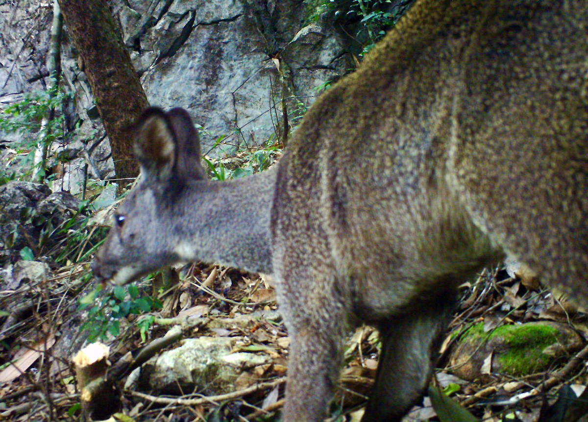 Hươu xạ ở Việt Nam có vùng phân bố hẹp, số lượng ít lại bị săn bắt liên tục, trong những thập niên gần đây số lượng đã giảm mạnh, ở nhiều địa phương hươu đã tuyệt chủng. Ảnh: Leonardo DiCaprio.