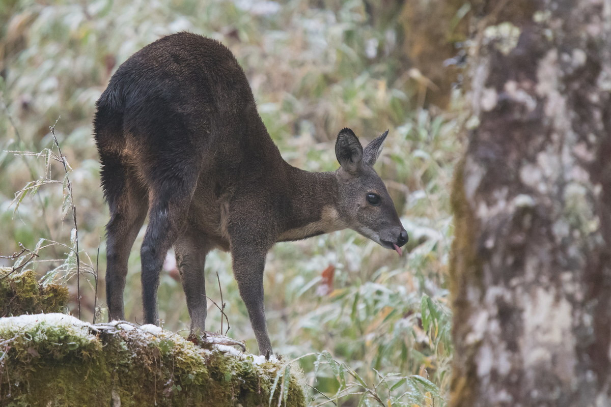 Những cá thể trưởng thành của loài hươu này có chiều dài thân 50-75 cm, trọng lượng không quá 17 kg, lông dày màu nâu. Chúng có chân sau dài hơn chân trước nên khi đứng phần thân sau cao, trước thấp, lưng gù. Ảnh: Tim Melling's Flickr.