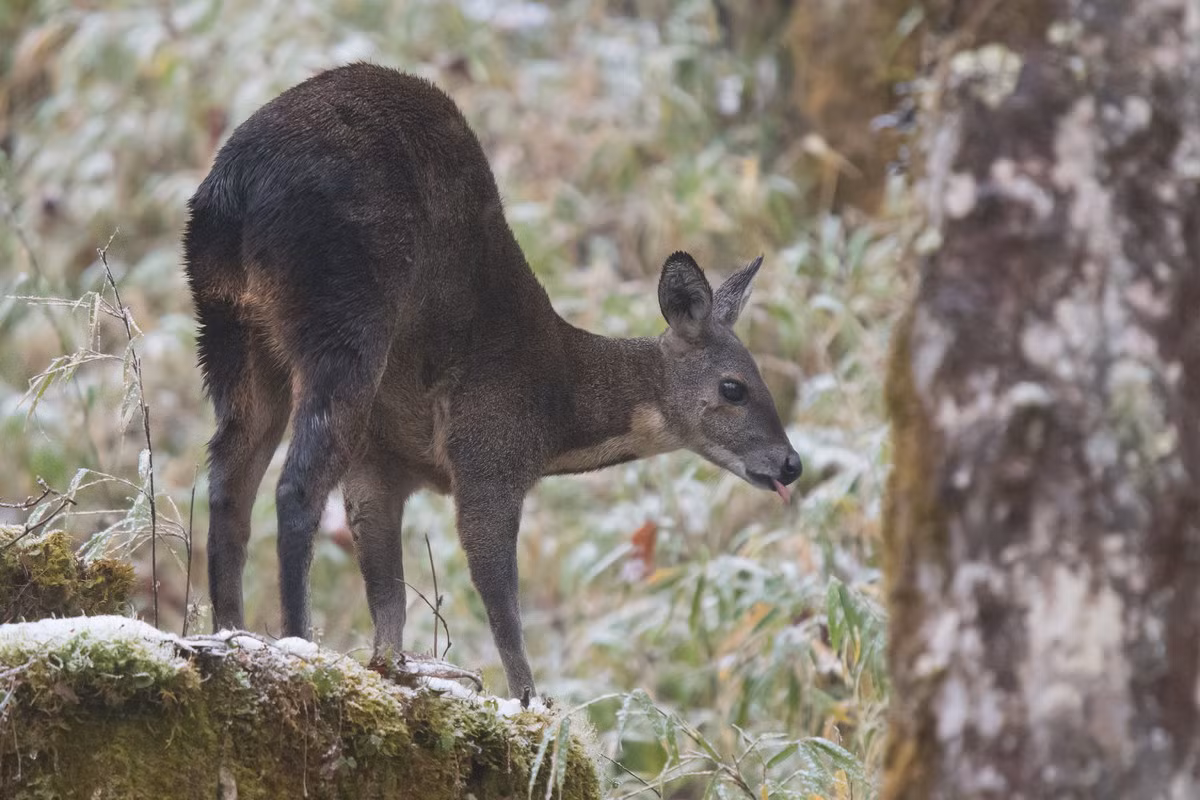 Những cá thể trưởng thành của loài hươu này có chiều dài thân 50-75 cm, trọng lượng không quá 17 kg, lông dày màu nâu. Chúng có chân sau dài hơn chân trước nên khi đứng phần thân sau cao, trước thấp, lưng gù. Ảnh: Tim Melling's Flickr.