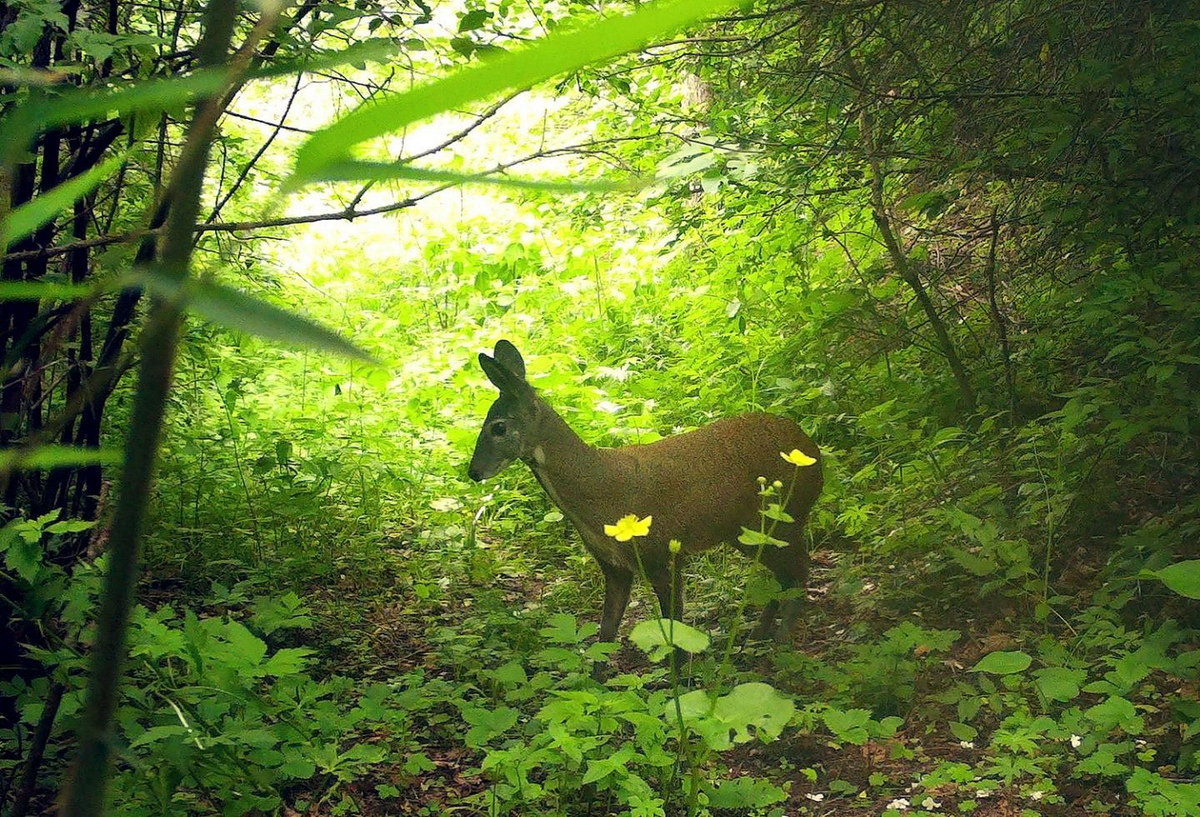 Hươu xạ hoạt động chủ yếu vào ban ngày. Thức ăn của chúng là lá, chồi, nụ, hoa… cây rừng, các loại cỏ, đôi khi ăn quả. Hươu cũng ưa các loại rau màu trồng trên nương, rẫy. Ảnh: EurekAlert!.