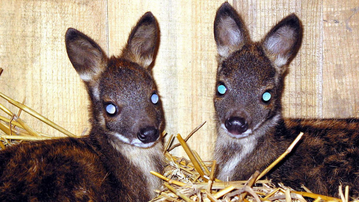 Loài hươu nhỏ này sinh sản gần như quanh năm. Chúng ghép đôi từ tháng 3 - 12, nhiều nhất vào các tháng 6, 7, 8. Hươu cái mang thai 185 - 195 ngày, đẻ từ tháng 9, nhiều nhất vào tháng 12 đến tháng 2, mỗi năm đẻ 1 lứa/1 con. Ảnh: CGTN.