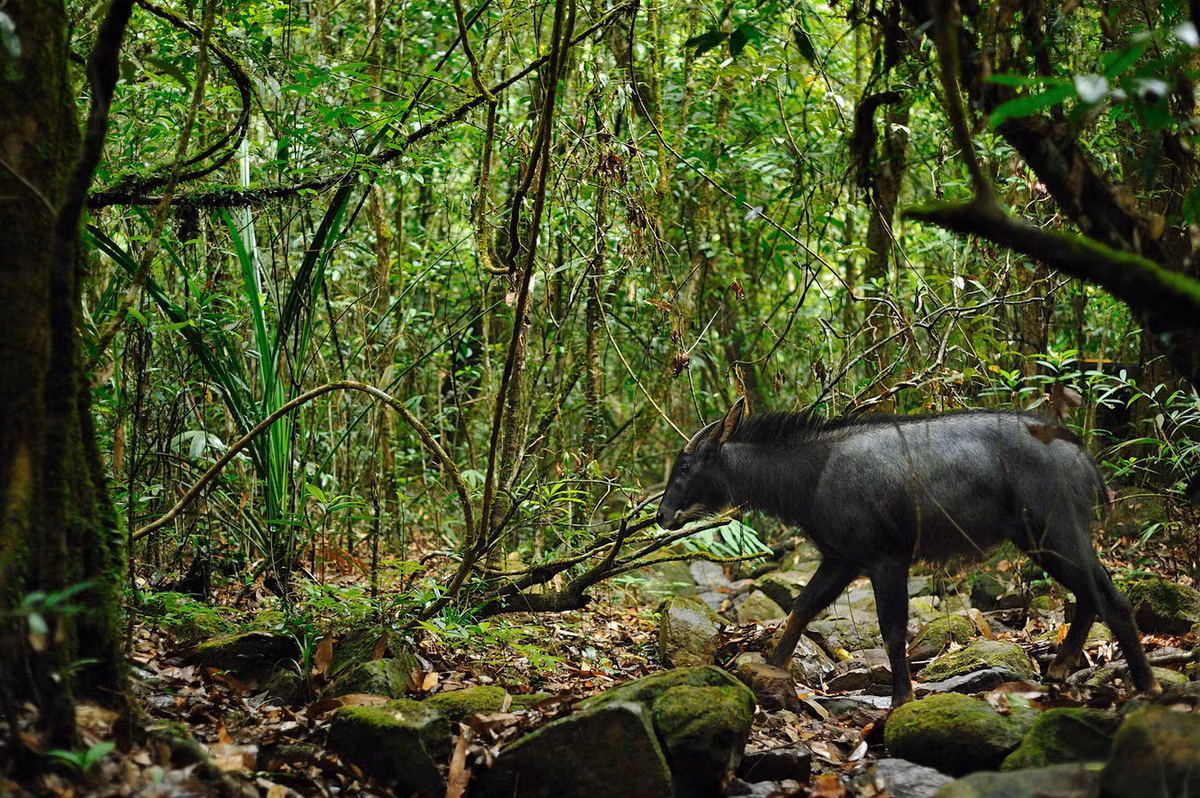 Sơn dương, tên gọi đầy đủ là sơn dương lục địa (Capricornis milneedwardsii), là một loài động vật cỡ lớn thuộc họ Trâu bò (Bovidae) sinh sống ở Việt Nam. Các cá thể trưởng thành của loài này dài 1,4-1,8 mét, nặng 120-150 kg. Ảnh: Wikipedia.
