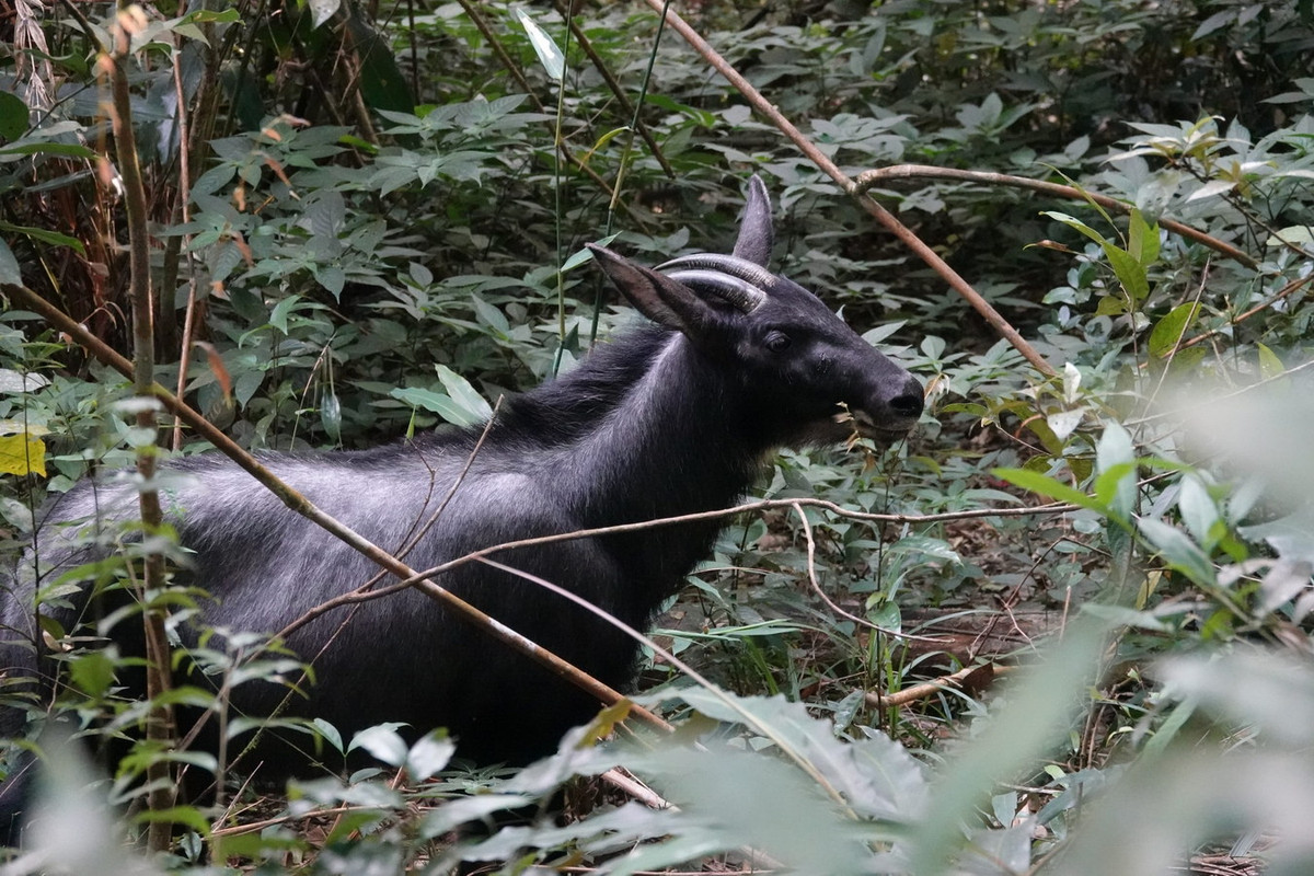 Tuy có vùng phân bố rộng, số lượng sơn dương không nhiều. Do vùng hoạt động cá thể không lớn và ổn định lâu dài nên chúng dễ bị săn bắn và bẫy bắt, thực tế là đã bị săn bắn và bẫy bắt trong suốt nhiều năm. Ảnh: Mammal Watching.