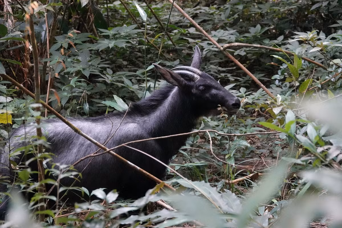 Tuy có vùng phân bố rộng, số lượng sơn dương không nhiều. Do vùng hoạt động cá thể không lớn và ổn định lâu dài nên chúng dễ bị săn bắn và bẫy bắt, thực tế là đã bị săn bắn và bẫy bắt trong suốt nhiều năm. Ảnh: Mammal Watching.