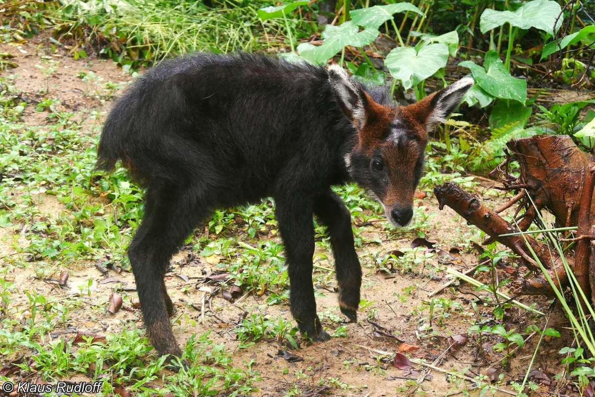 Mùa sinh sản của sơn dương tập trung vào tháng 3-4, thời gian có chửa 210-240 ngày, mỗi năm đẻ 1 lứa, mỗi lứa 1 con. Ảnh: BioLib.
