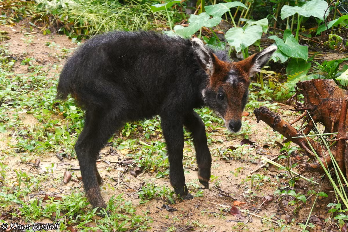 Mùa sinh sản của sơn dương tập trung vào tháng 3-4, thời gian có chửa 210-240 ngày, mỗi năm đẻ 1 lứa, mỗi lứa 1 con. Ảnh: BioLib.