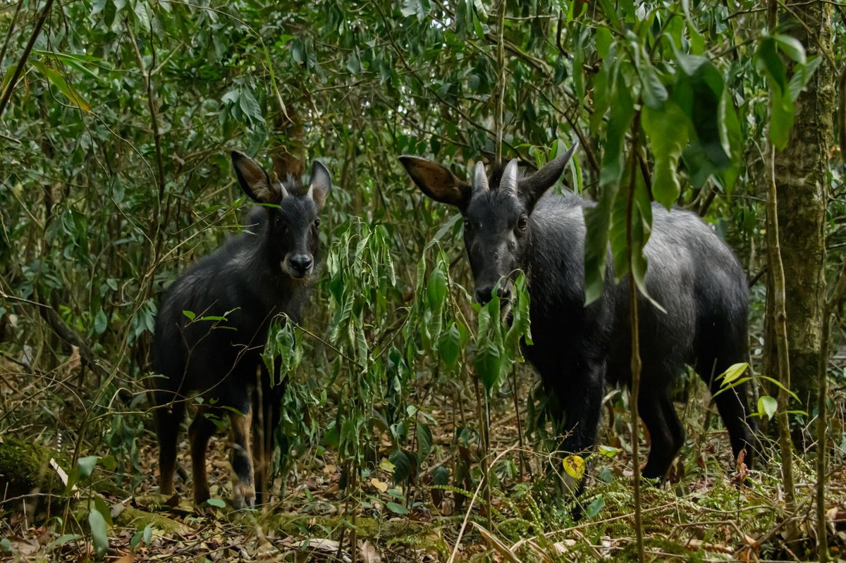Sơn dương sống thành từng nhóm 3-4 cá thể, con già thường sống đơn độc. Chúng hoạt động vào ban ngày, kiếm ăn ở lưng chừng núi đá và cả trên đỉnh núi. Thức ăn là thảm thực vật rừng, địa y trên núi đá. Ảnh: Thai National Parks.