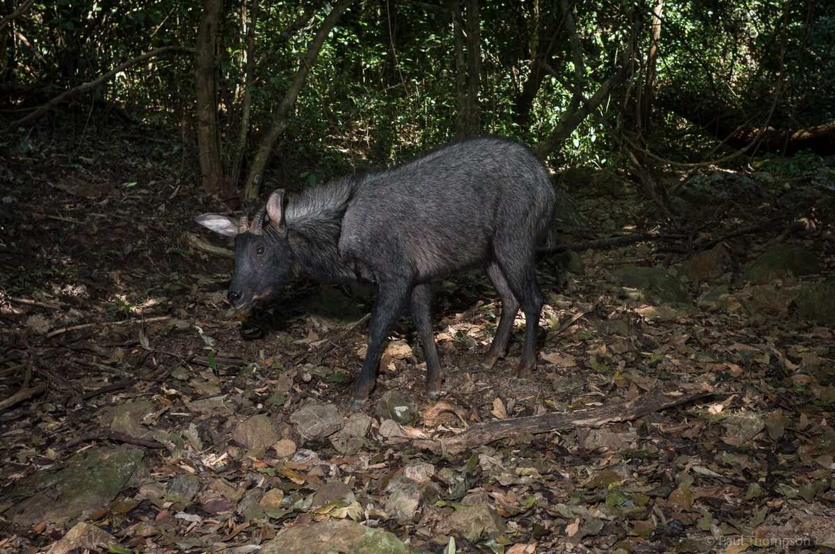 Các vùng rừng núi đá mà sơn dương sinh sống cũng đã và đang bị tàn phá nặng nề ở nhiều nơi do phá rừng, khai thác đá... làm cho môi trường sống ngày càng bị thu hẹp, vùng phân bố bị chia cắt. Ảnh: Pardicolor.