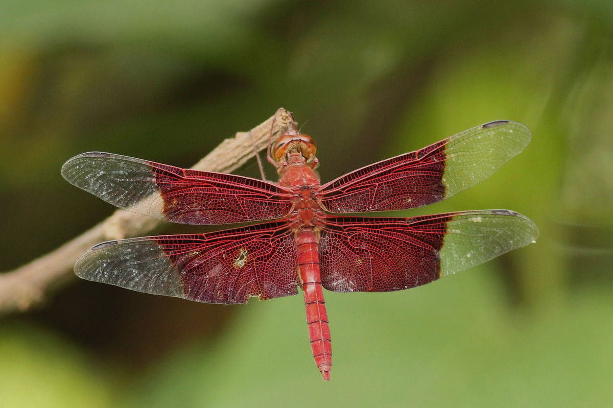 Chuồn chuồn Camacinia gigantea. Ảnh: VietOdonata.