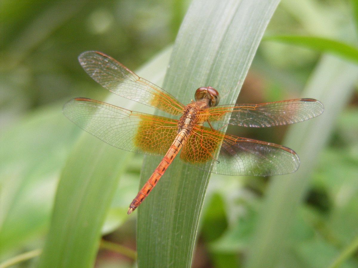 Chuồn chuồn Neurothemis intermedia. Ảnh: Wikipedia.