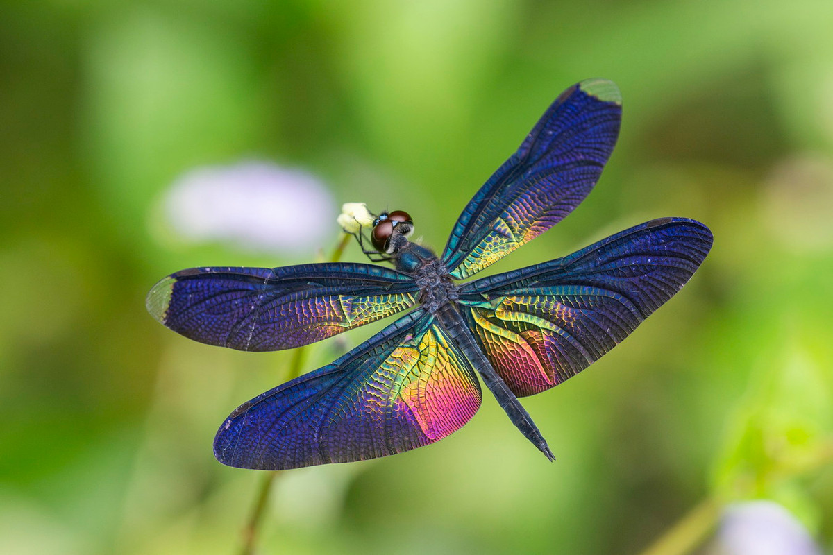 Chuồn chuồn Rhyothemis plutonia. Ảnh: iNaturalist.