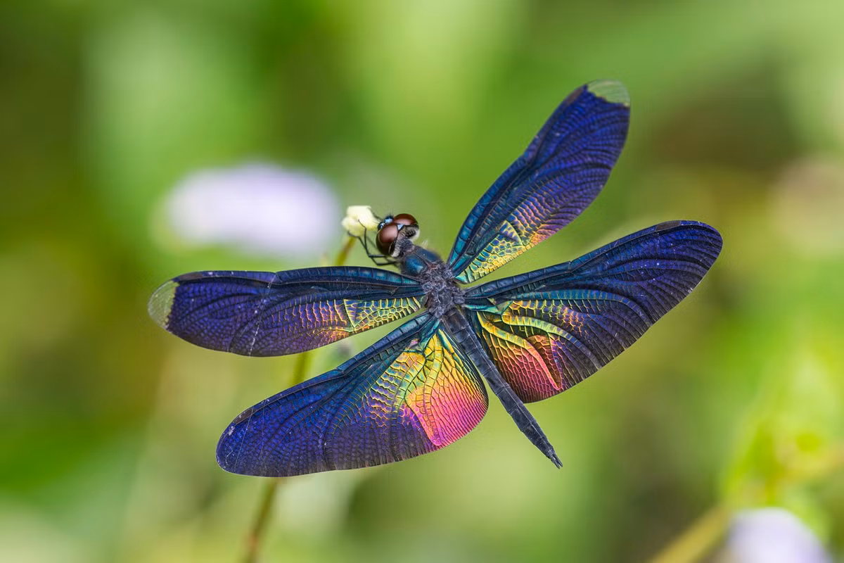 Chuồn chuồn Rhyothemis plutonia. Ảnh: iNaturalist.