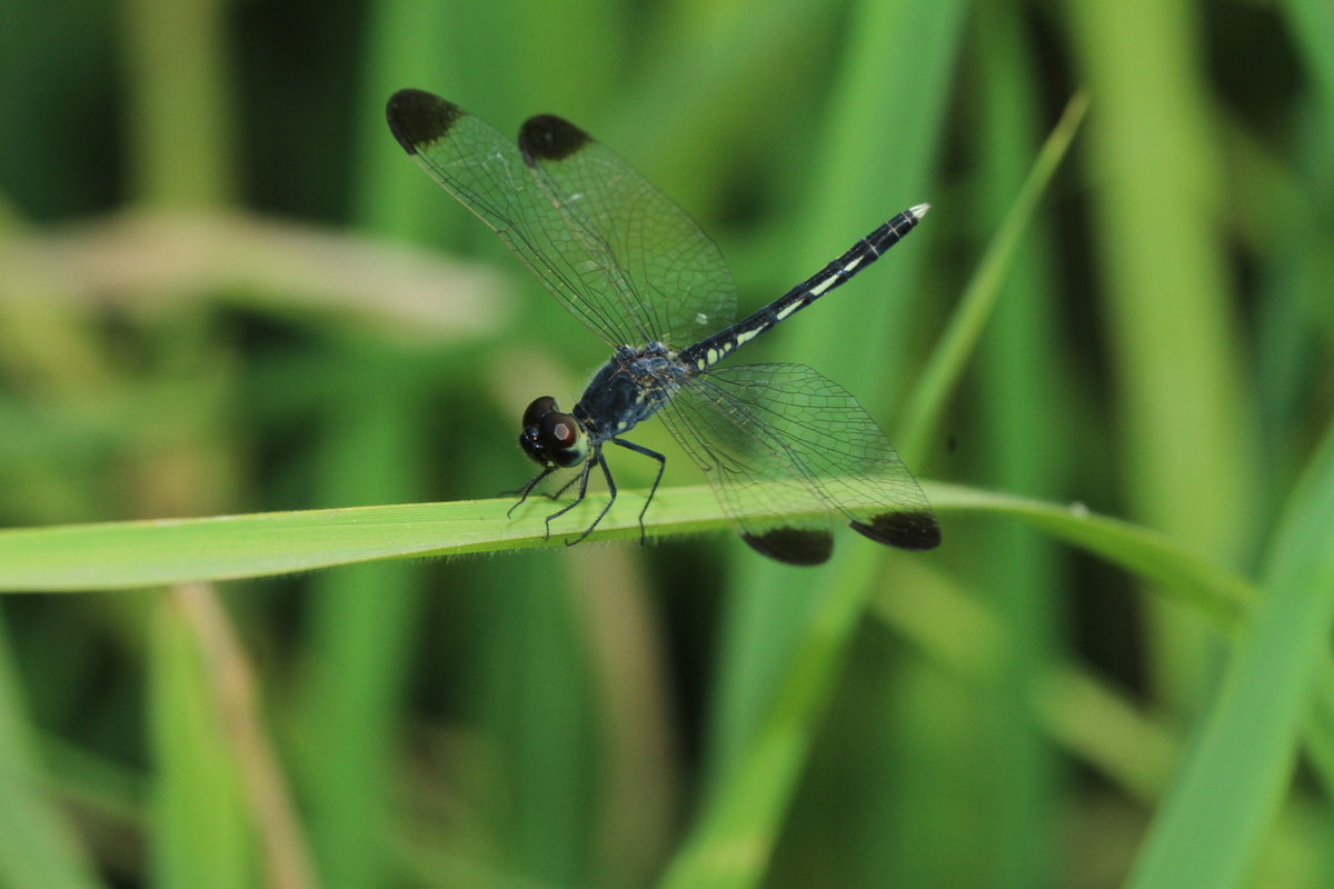 Chuồn chuồn Diplacodes nebulosa. Ảnh: Wikipedia.