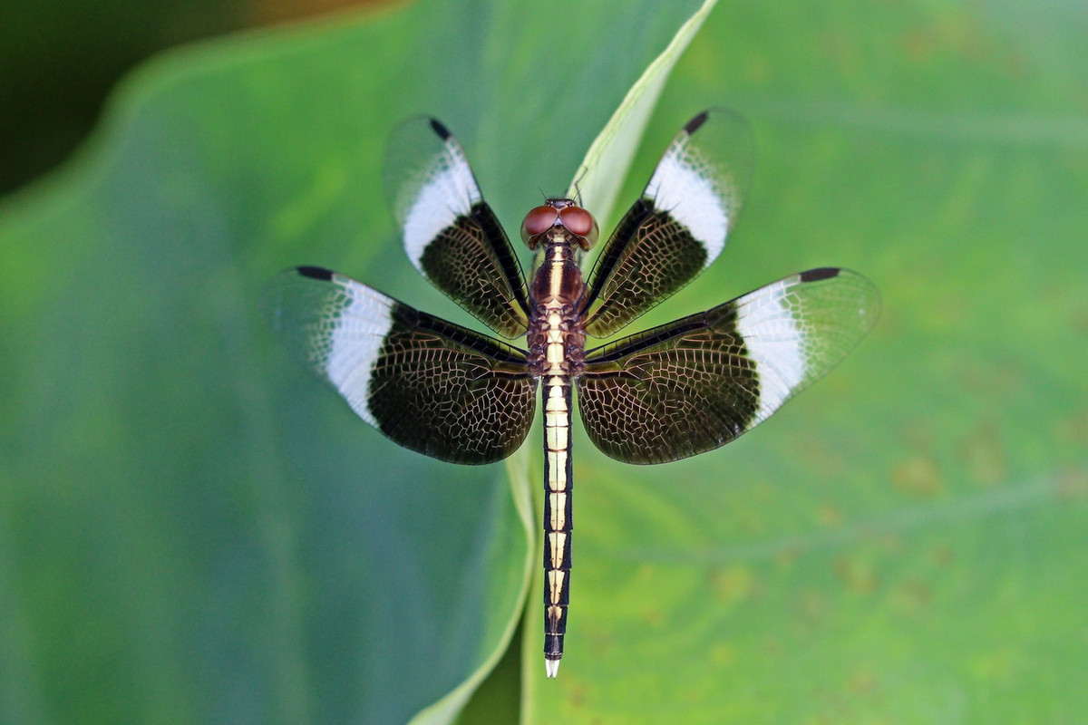 Chuồn chuồn Neurothemis tullia. Ảnh: Wikipedia.