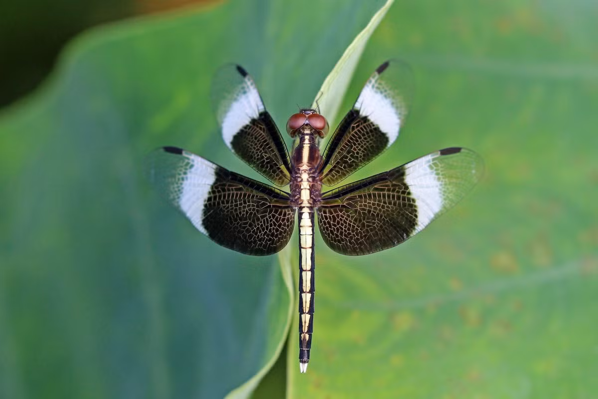 Chuồn chuồn Neurothemis tullia. Ảnh: Wikipedia.