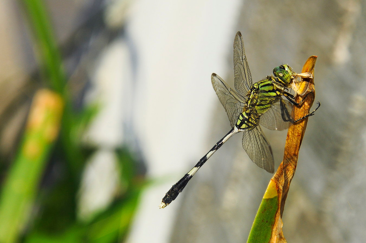 Chuồn chuồn Orthetrum sabina. Ảnh: Wikipedia.