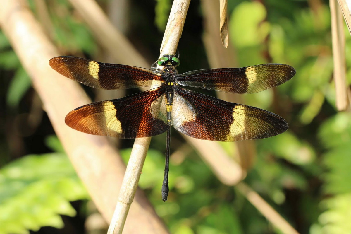 Chuồn chuồn Chlorogomphus aritai. Ảnh: Dragonflies and damselflies of Vietnam.