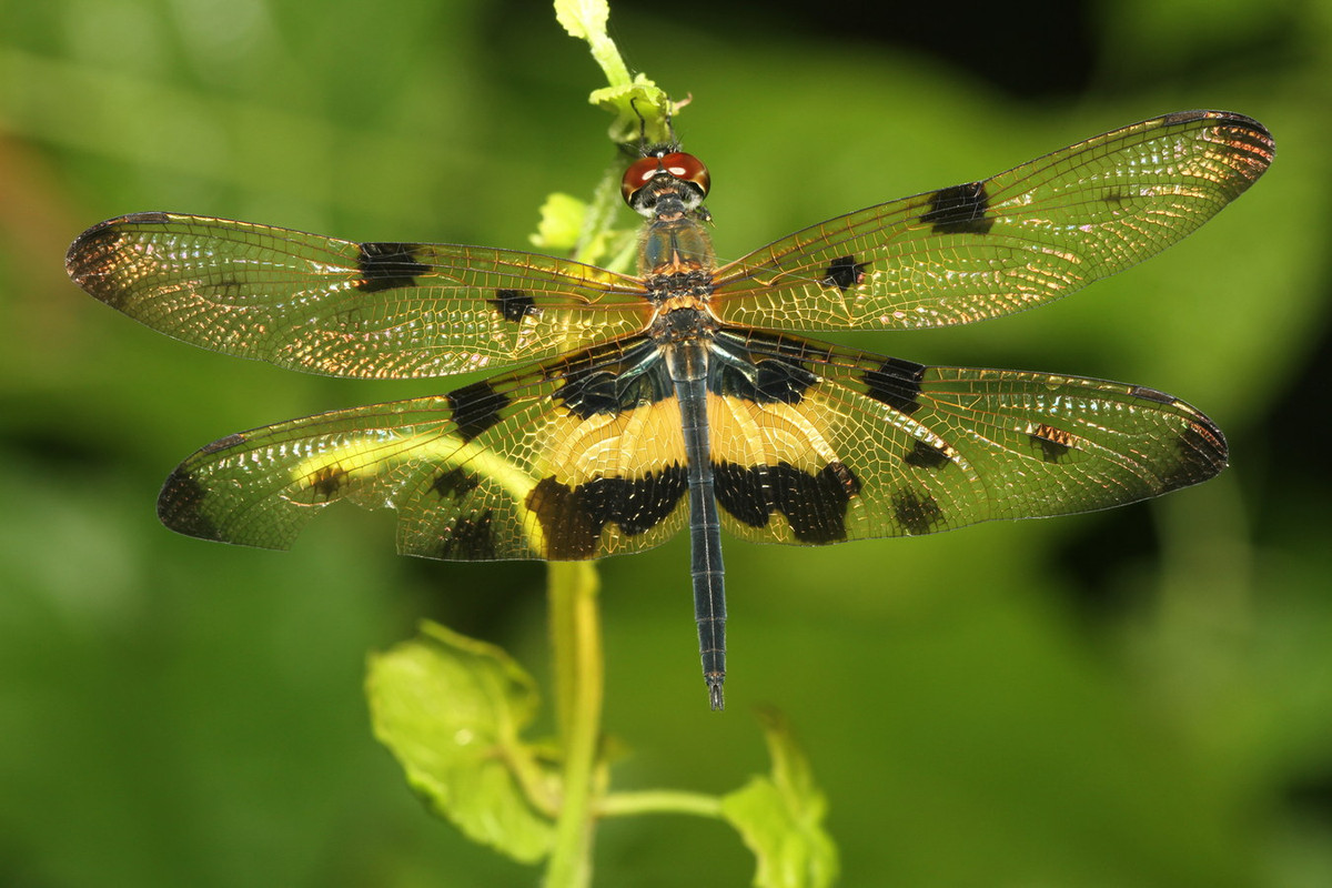 Chuồn chuồn Rhyothemis variegata. Ảnh: Wikipedia.