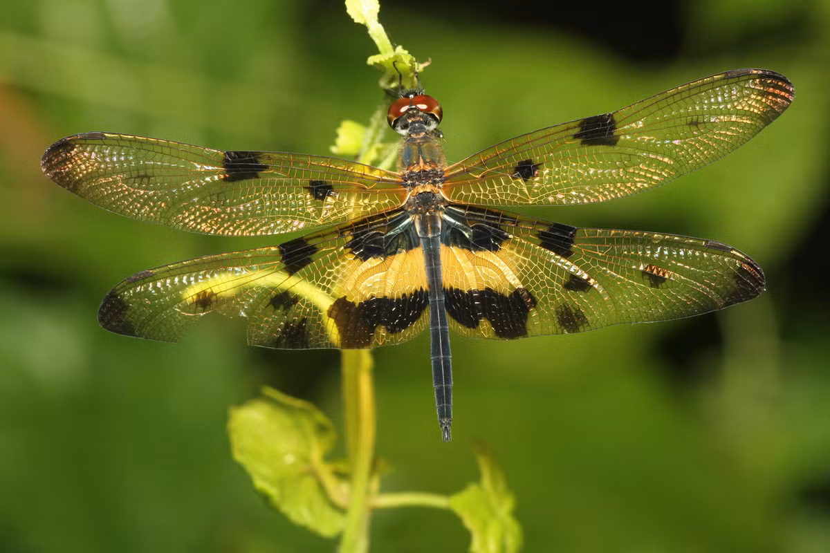 Chuồn chuồn Rhyothemis variegata. Ảnh: Wikipedia.