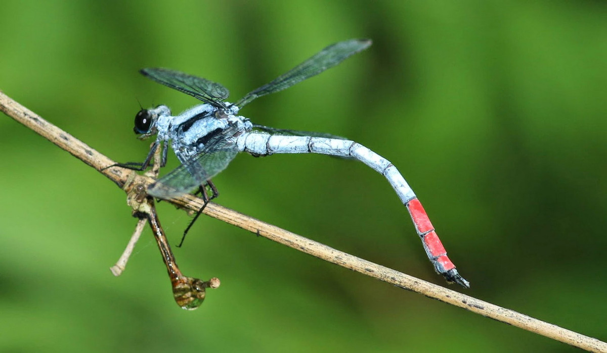 Chuồn chuồn Philosina buchi. Ảnh: Dragonflies and damselflies of Vietnam.