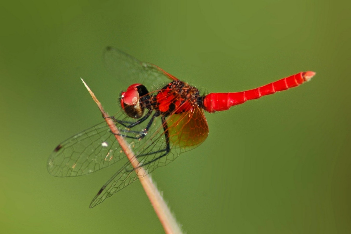 Chuồn chuồn Nannophya pygmaea. Ảnh: Dragonflies and damselflies of Vietnam.