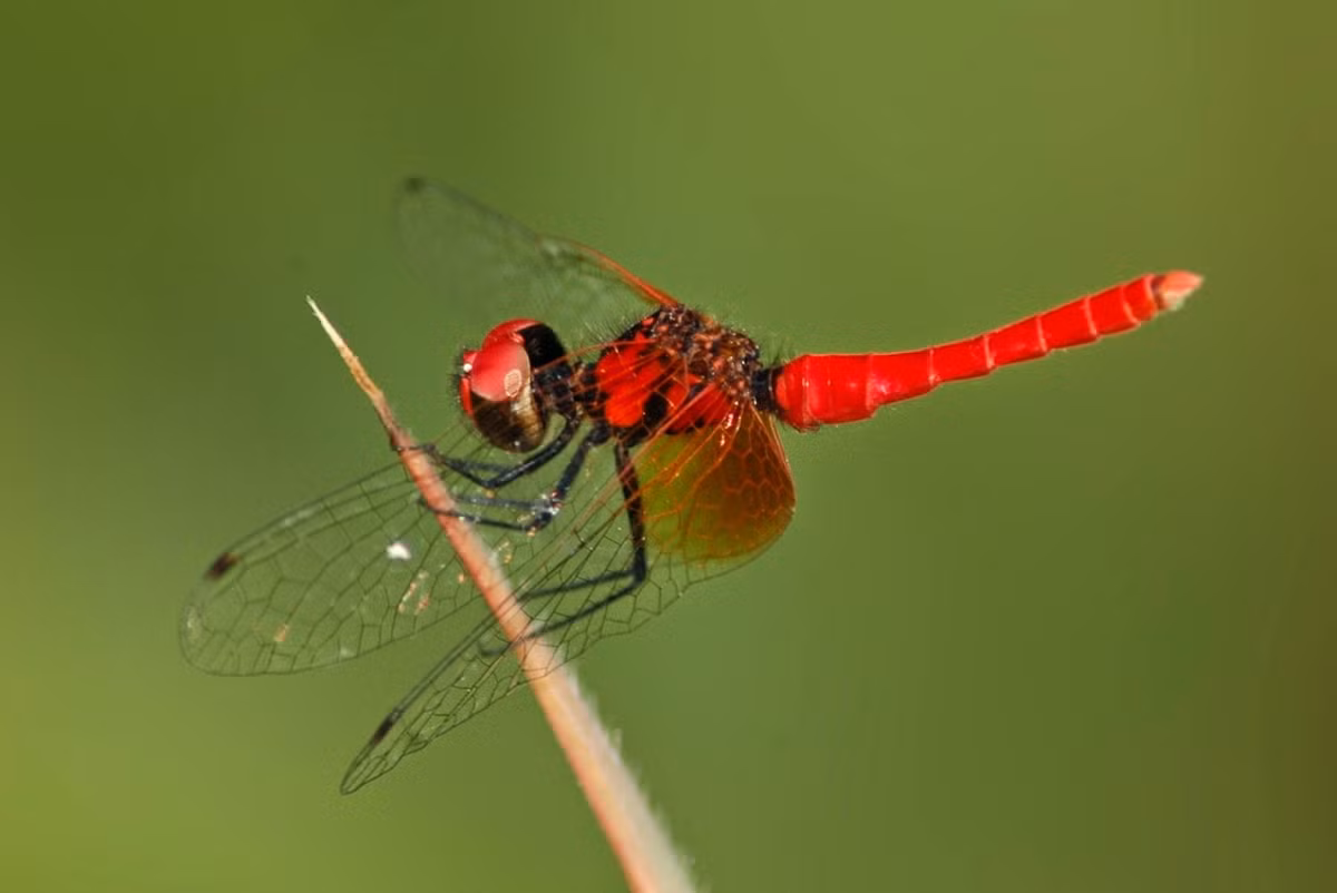 Chuồn chuồn Nannophya pygmaea. Ảnh: Dragonflies and damselflies of Vietnam.