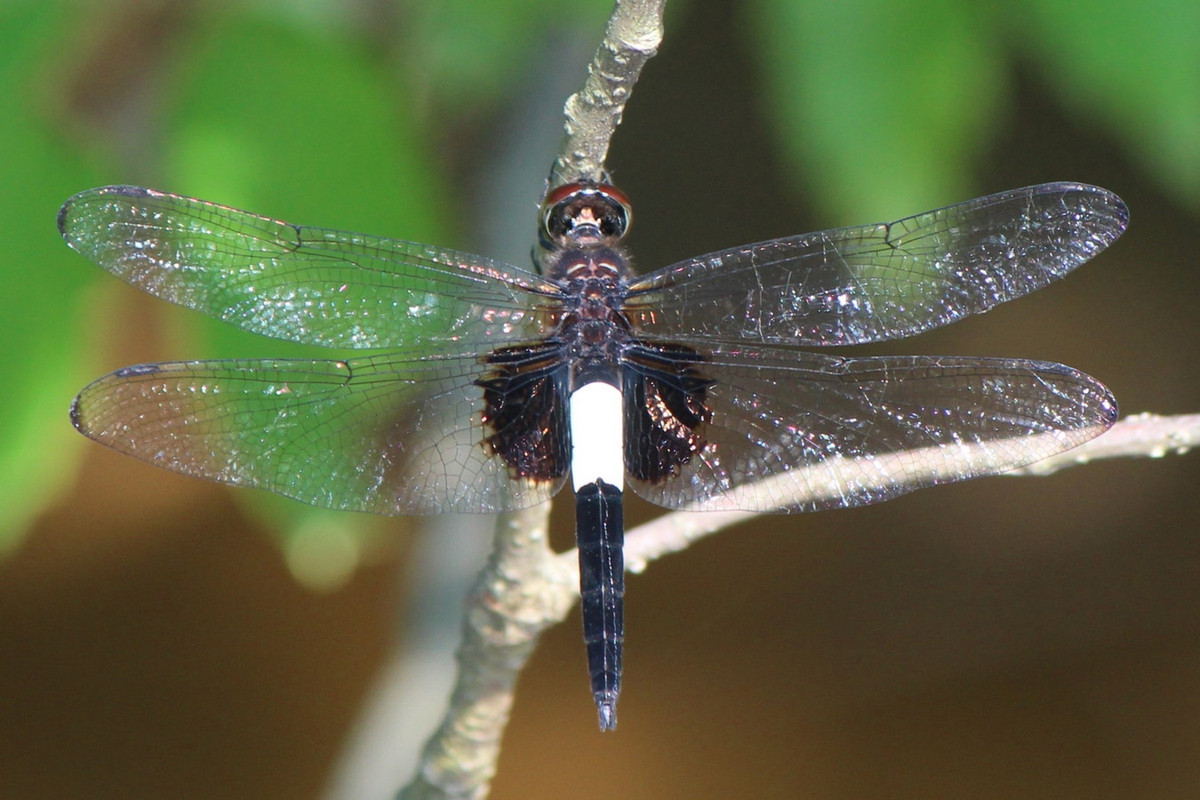 Chuồn chuồn Pseudothemis zonata. Ảnh: Wikipedia.