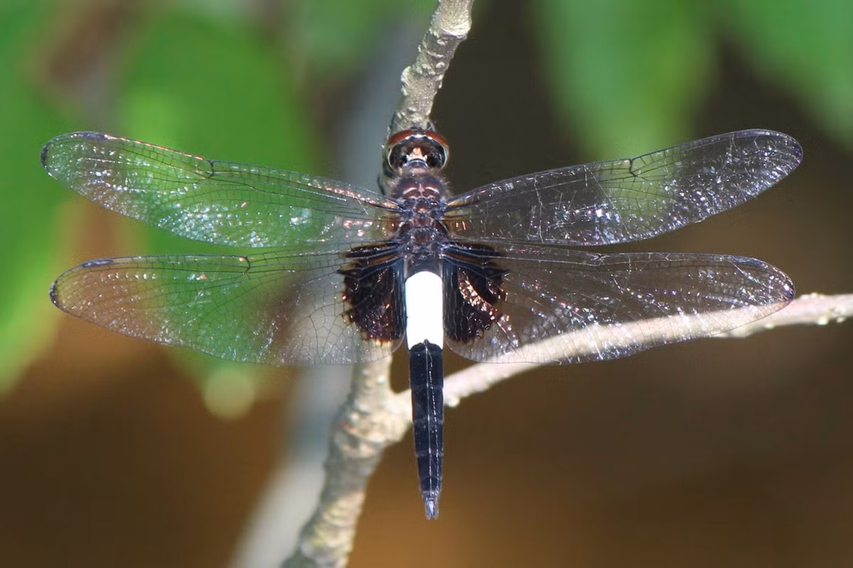 Chuồn chuồn Pseudothemis zonata. Ảnh: Wikipedia.