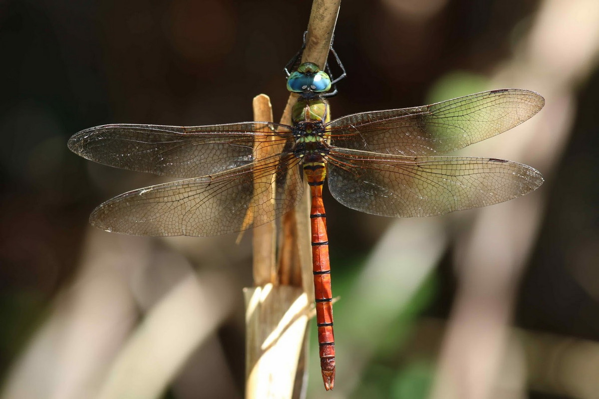 Chuồn chuồn Anax aurantiacus. Ảnh: Dragonflies and damselflies of Vietnam.