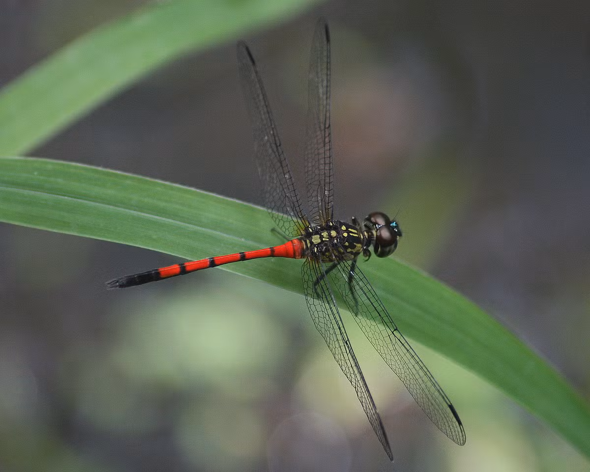 Chuồn chuồn Agrionoptera insignis. Ảnh: Wikipedia.