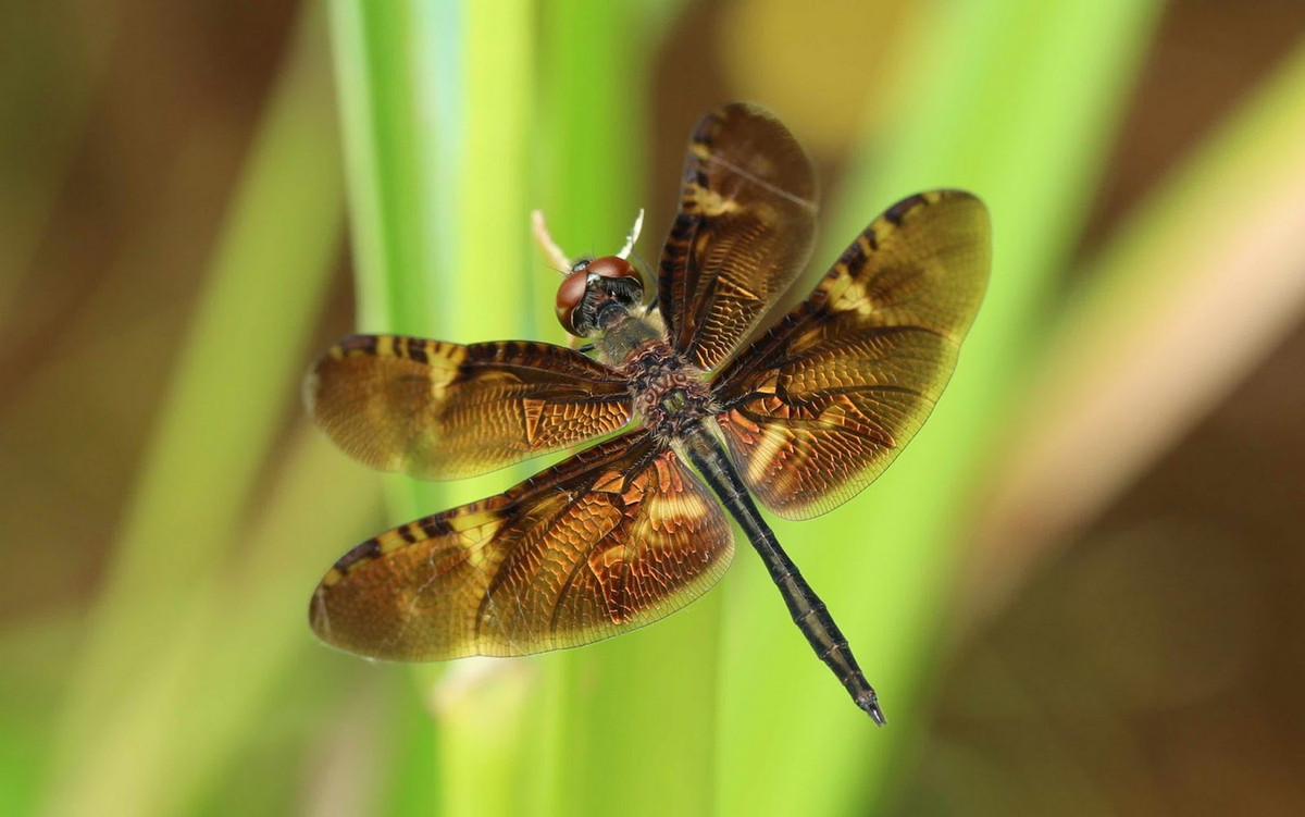 Chuồn chuồn Rhyothemis obsolescens. Ảnh: Dragonflies and damselflies of Vietnam.