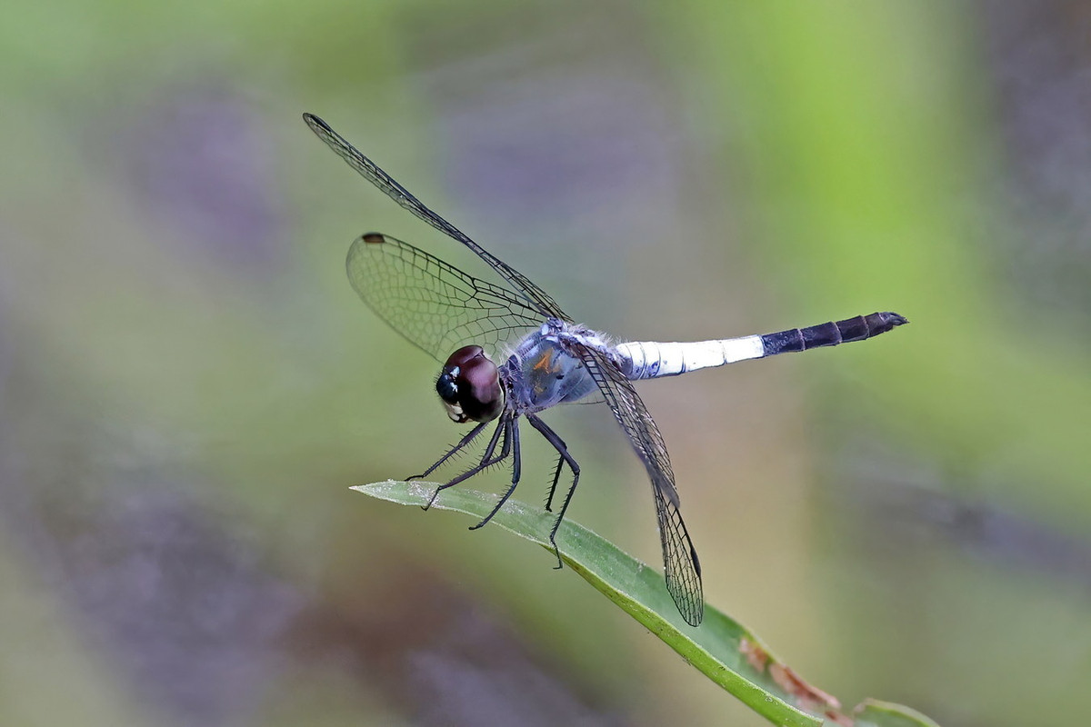 Chuồn chuồn Brachydiplax sobrina. Ảnh: Wikipedia.