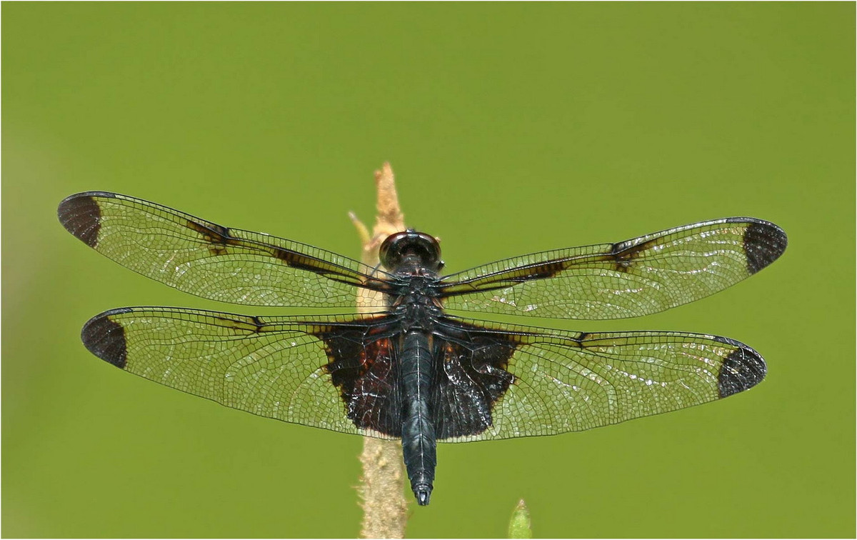 Chuồn chuồn Atratothemis reelsi. Ảnh: Mes Libellules.