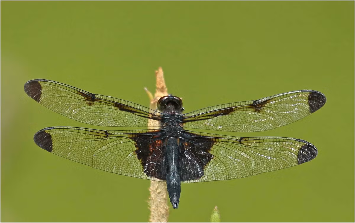 Chuồn chuồn Atratothemis reelsi. Ảnh: Mes Libellules.