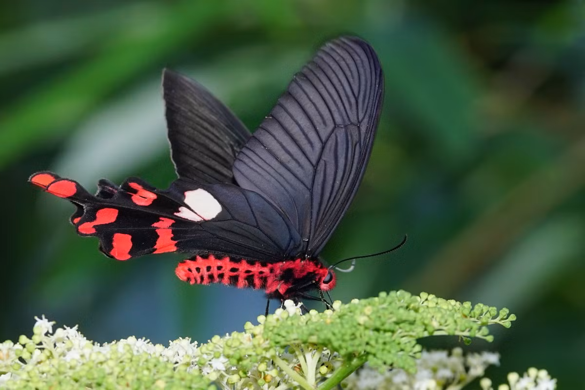  Bướm cối xay gió thường (Byasa polyeuctes). Ảnh: Wikipedia.