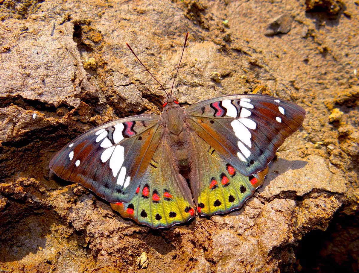 Bướm nam tước lòe loẹt (Euthalia lubentina). Ảnh: Wikipedia.