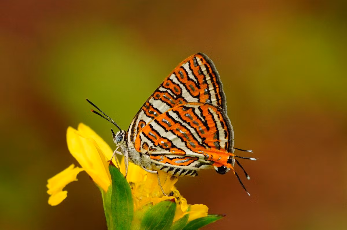 Bướm sọc bạc thông thường (Spindasis vulcanus). Ảnh: Wikipedia.