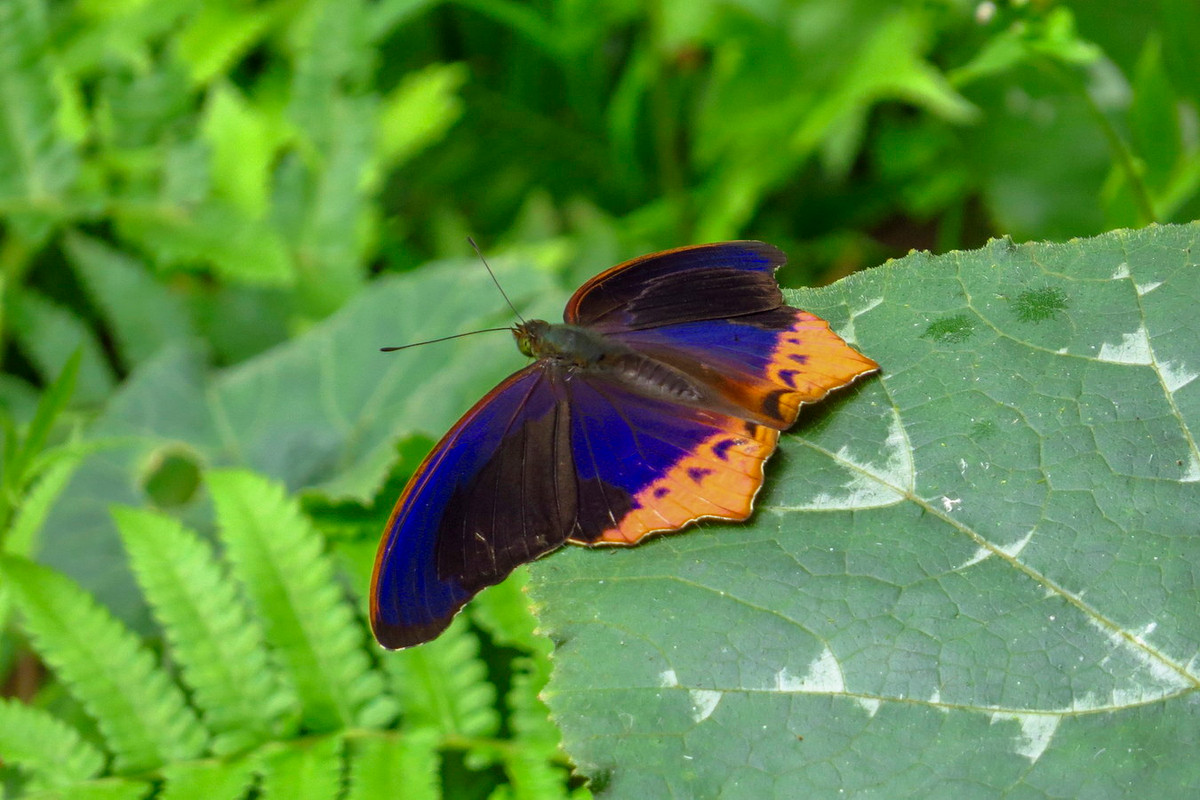 Bướm tím lớn (Terinos clarissa). Ảnh: iNaturalist.