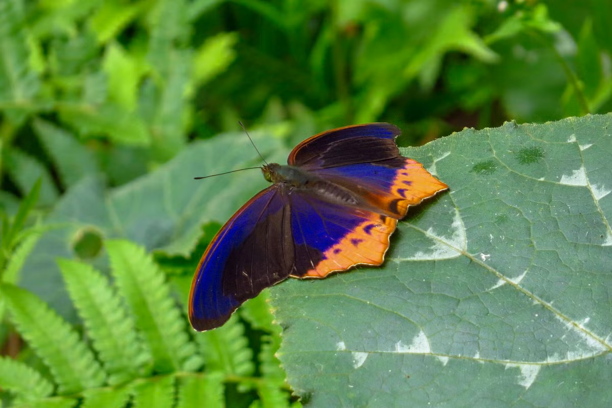 Bướm tím lớn (Terinos clarissa). Ảnh: iNaturalist.