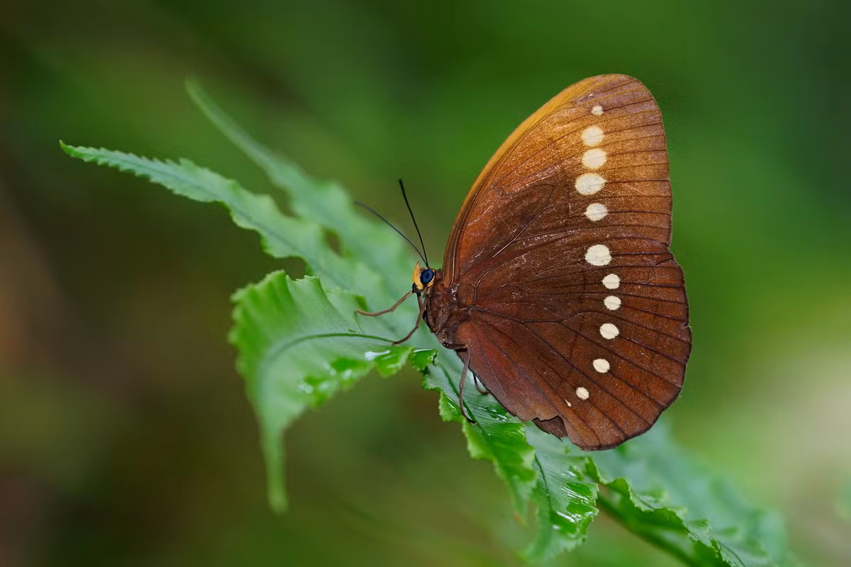 Bướm nâu hai đốm vàng (Faunis eumeus). Ảnh: Wikipedia.