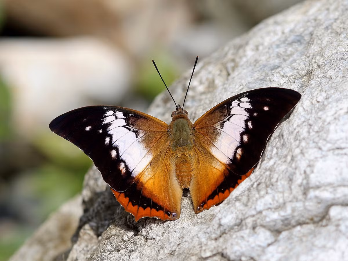 Bướm đuôi Berna (Charaxes bernardus). Ảnh: Wikipedia.