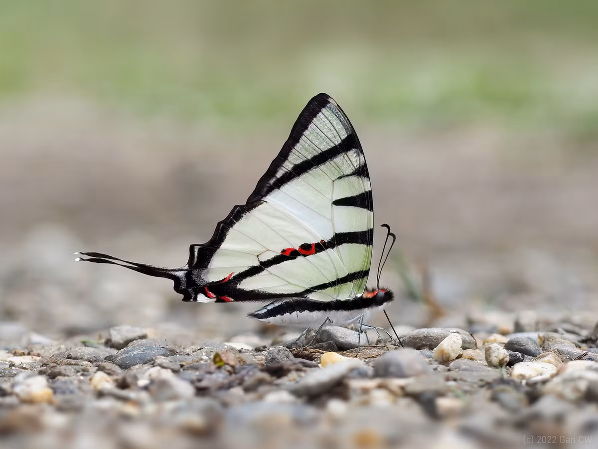Bướm đuôi kiếm bốn vạch (Pathysa agetes). Ảnh: iNaturalist.