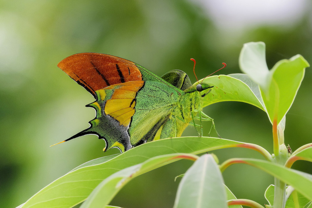 Bướm phượng đuôi kiếm răng tù (Teinopalpus imperialis). Ảnh: iNaturalist.