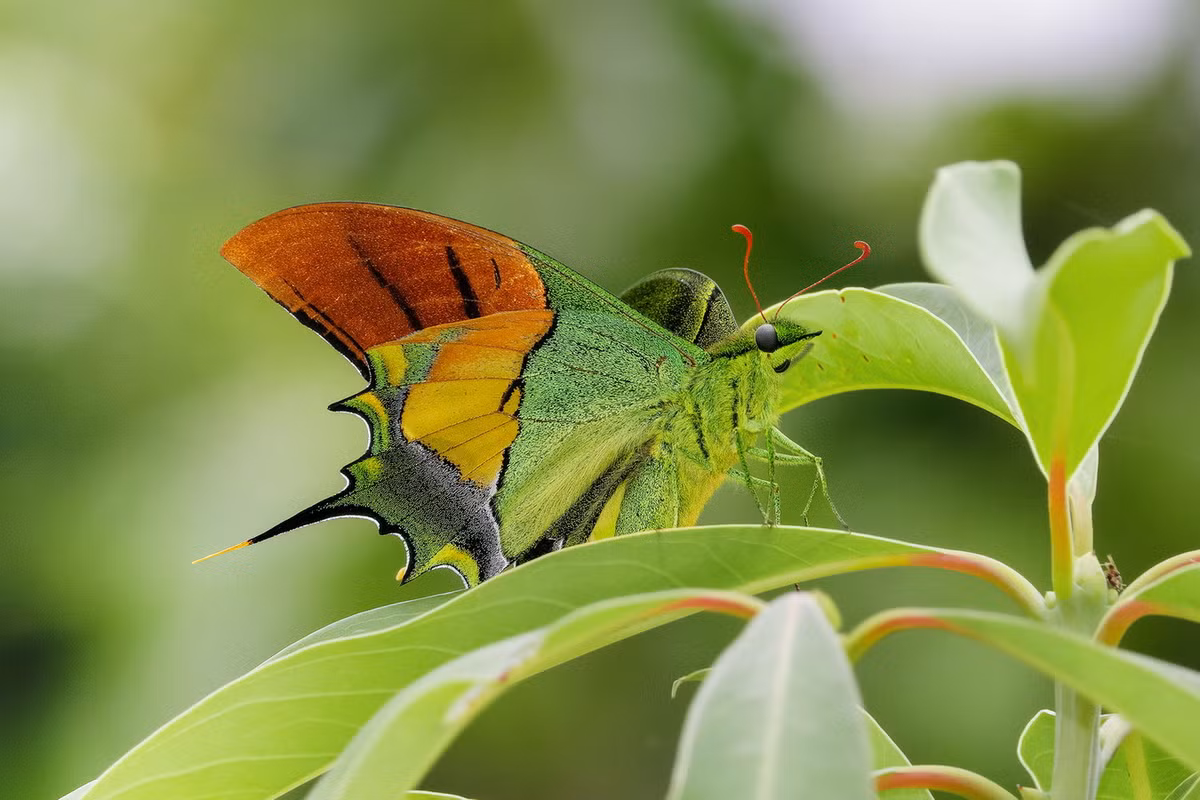 Bướm phượng đuôi kiếm răng tù (Teinopalpus imperialis). Ảnh: iNaturalist.