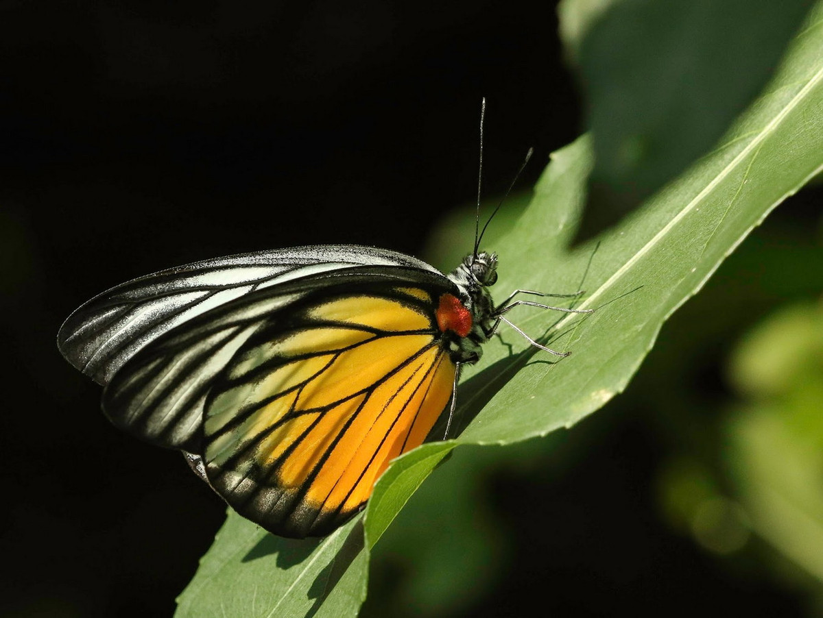 Bướm gốc cánh đỏ (Prioneris philonome). Ảnh: Butterflies of Vietnam.