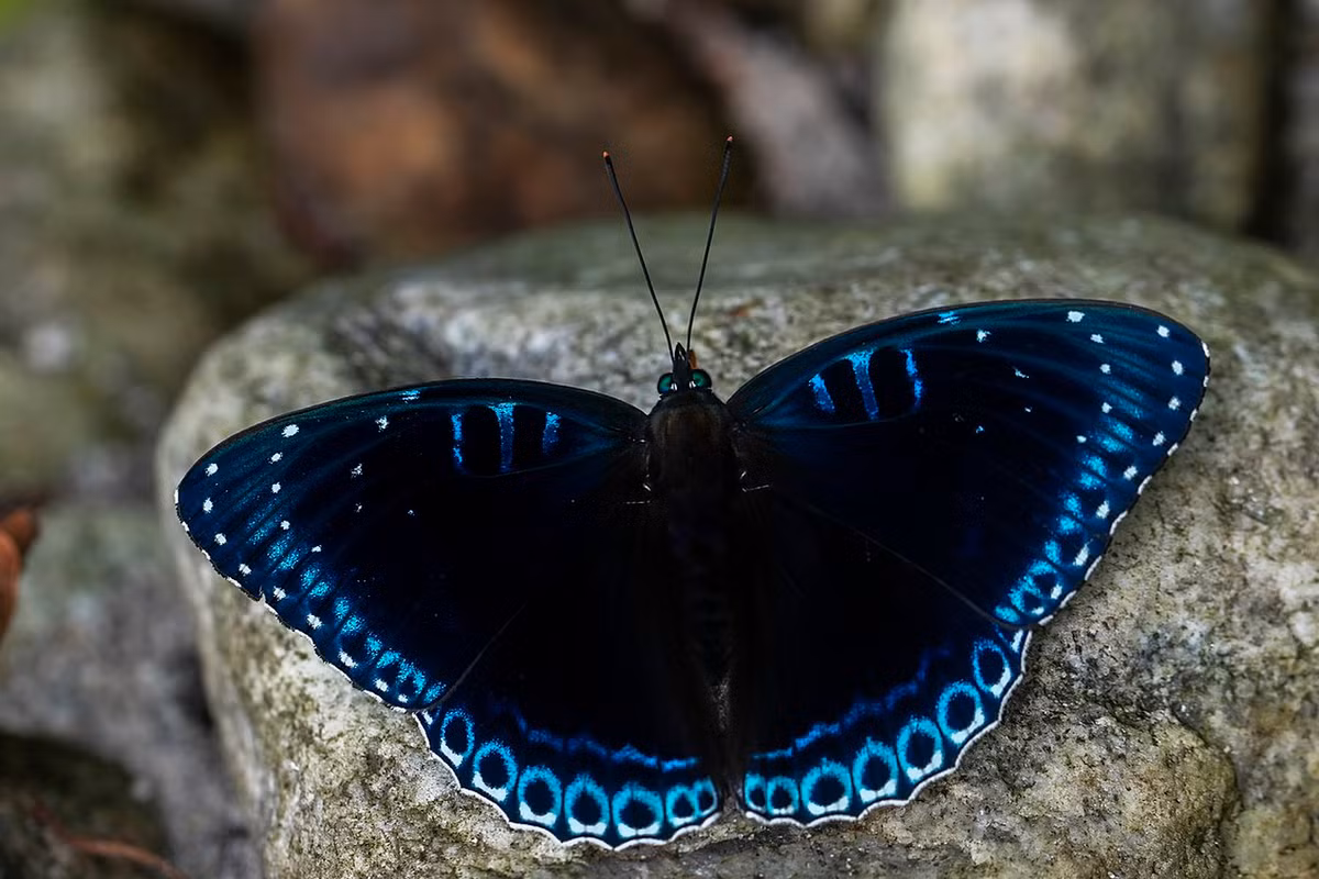 Bướm nữ tu xanh Himalaya (Stibochiona nicea). Ảnh: Wikipedia.