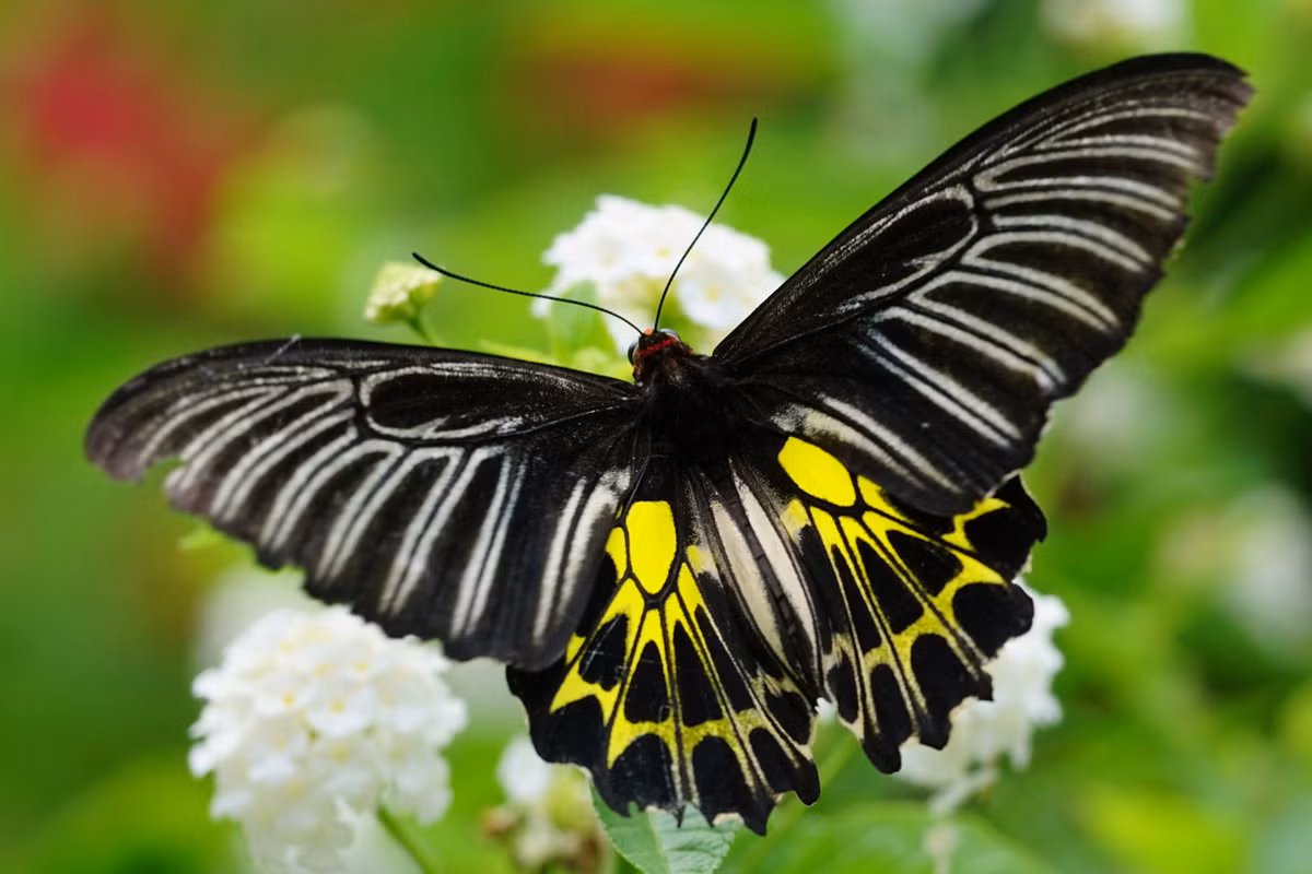 Bướm phượng cánh chim chấm rời (Troides aeacus). Ảnh: Wikipedia.